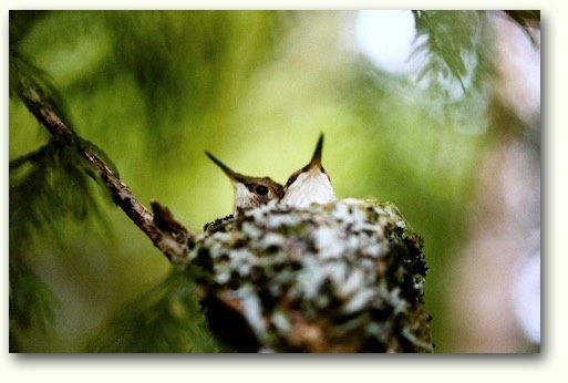 Hummingbird-babies